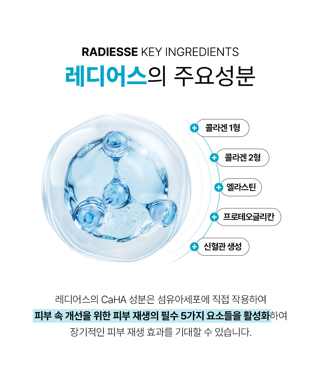 비앤미레디어스, RADIESSE, 콜라겐, 엘라스틴, 프로테오글리칸, 신혈관, 섬유아세포, 성분, 레디어스 성분 피부재생효과